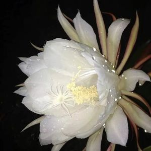 Meet your Posher, Janice